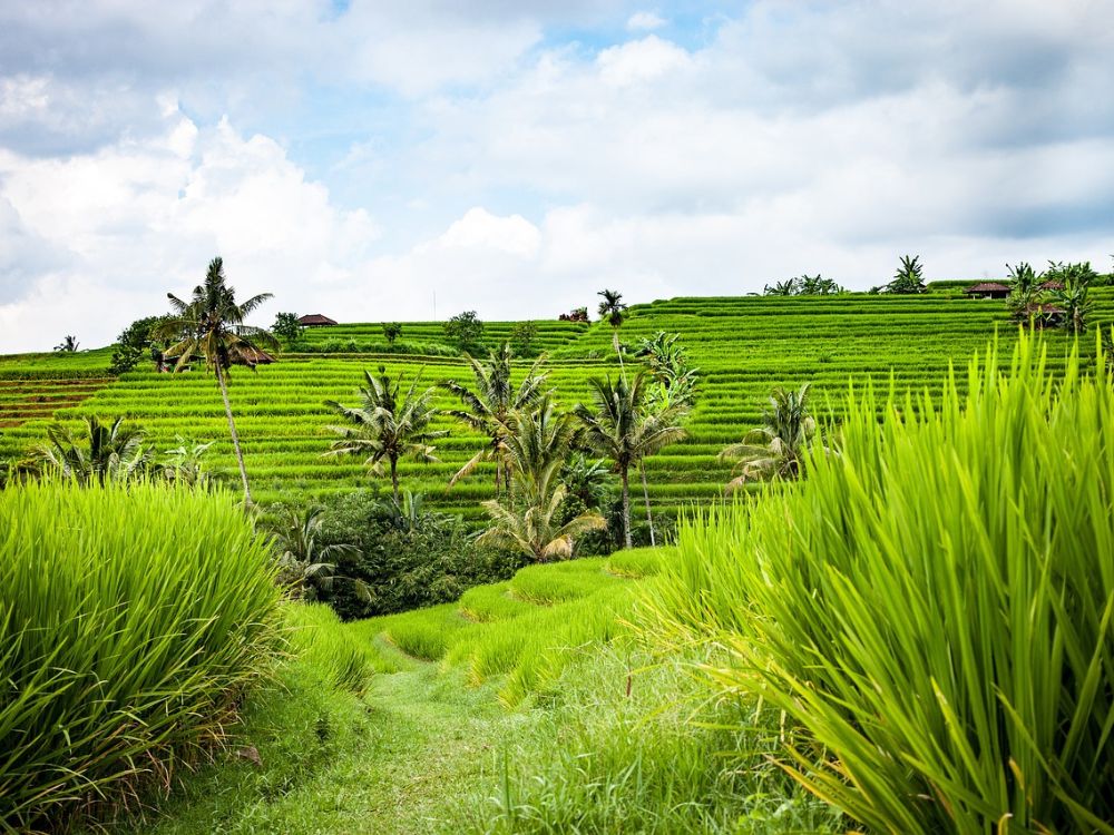 riziere bali ubud